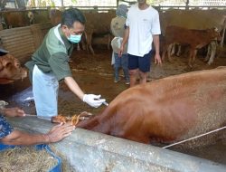Unik! Sapi di Jateng Bisa Di-USG, Program Healing Pemprov Bikin Peternak Senang