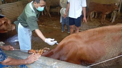 Unik! Sapi di Jateng Bisa Di-USG, Program Healing Pemprov Bikin Peternak Senang
