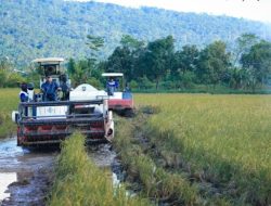 Target Swasembada 2026, Produksi Padi Jateng Sudah Tembus 39,48 Persen