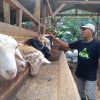 Idul Adha, Distannak Jateng Ingatkan Cara Tangani Daging Kurban agar Tetap ASUH