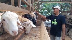 Idul Adha, Distannak Jateng Ingatkan Cara Tangani Daging Kurban agar Tetap ASUH
