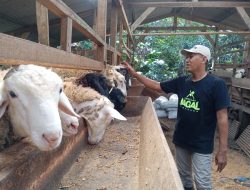 Idul Adha, Distannak Jateng Ingatkan Cara Tangani Daging Kurban agar Tetap ASUH