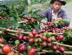Kopi Arabika Jadi Andalan Baru Petani Temanggung, Gantikan Ketergantungan pada Tembakau