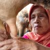 Antisipasi Kemarau, Pemprov Jateng Dorong Peternak Sapi Pakai Pakan Fermentasi