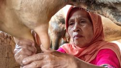 Antisipasi Kemarau, Pemprov Jateng Dorong Peternak Sapi Pakai Pakan Fermentasi