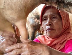 Antisipasi Kemarau, Pemprov Jateng Dorong Peternak Sapi Pakai Pakan Fermentasi