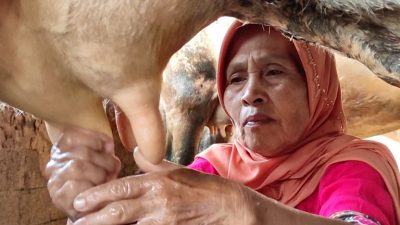 Antisipasi Kemarau, Pemprov Jateng Dorong Peternak Sapi Pakai Pakan Fermentasi